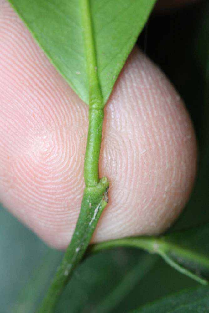              Petiole (Riverside, CA)       